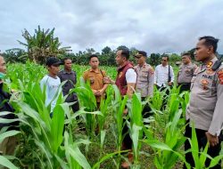 Program Ketahanan Pangan Polres Landak: Demplot Jagung Jadi Contoh Pertanian Modern