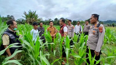 Program Ketahanan Pangan Polres Landak: Demplot Jagung Jadi Contoh Pertanian Modern