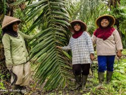 Pekerja Perkebunan Resmi Dilindungi BPJS Ketenagakerjaan