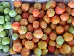 Harga Tomat dan Jeruk di Sanggau Turun, Masyarakat Mulai Lega