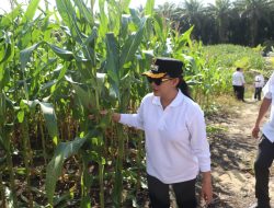 Jagung Tumbuh Subur di Lahan Kritis, Karolin: Ini Bukti Lahan Masih Bisa Digarap