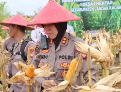 PTPN IV dan Polres Landak Panen Perdana Jagung Tumpang Sari, Bukti Sinergi untuk Ketahanan Pangan