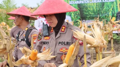 PTPN IV dan Polres Landak Panen Perdana Jagung Tumpang Sari, Bukti Sinergi untuk Ketahanan Pangan
