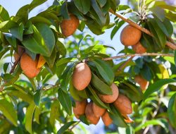 Sawo, Buah Manis Legit yang Jadi Favorit Sepanjang Masa