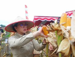 Panen Perdana Jagung di Landak Lampaui Rata-Rata Nasional