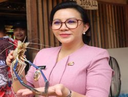 Panen Udang Galah di Sungai Landak, Bupati Karolin Ikut Turun Tangan